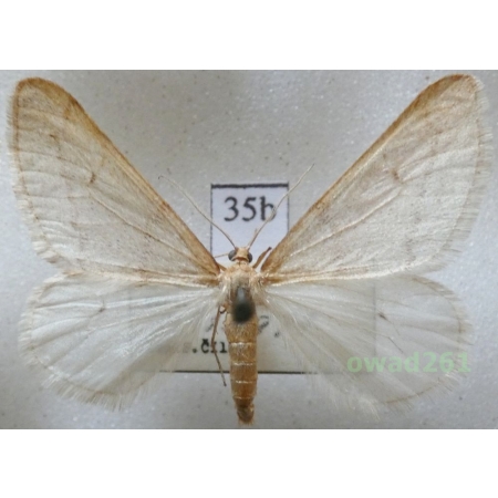 Alsophila aceraria (Denis & Schiffermüller, 1775) Czech35b